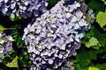 Hortentias